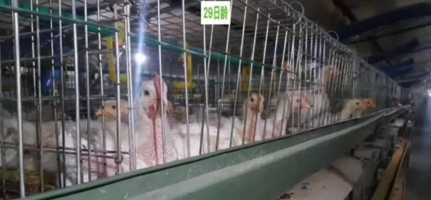 雞舍通風時對風機時控和溫控的理解 雞舍通風時對風機時控和溫控的理解